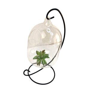Hanging Glass Terrarium With Metal Stand For Air Plants & Succulents 9x4 in